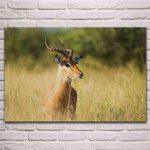 tableau antilope