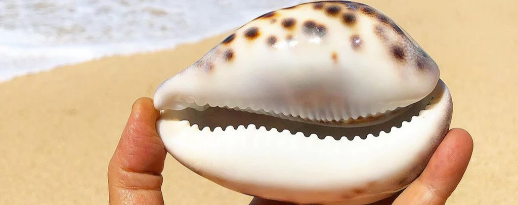 coquillage cauri